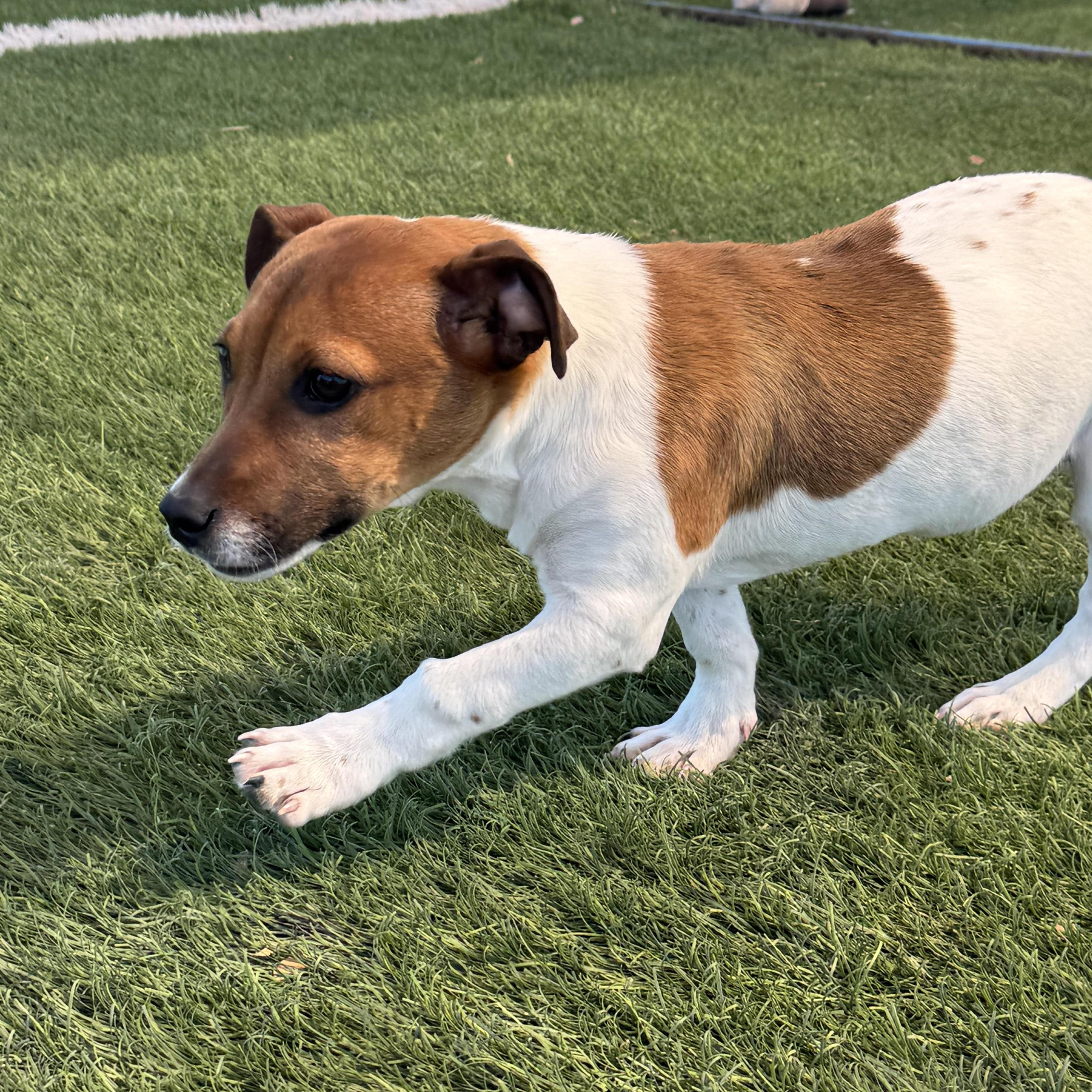 Pippy, an adopted mixed breed in Williston, VT image 4/4