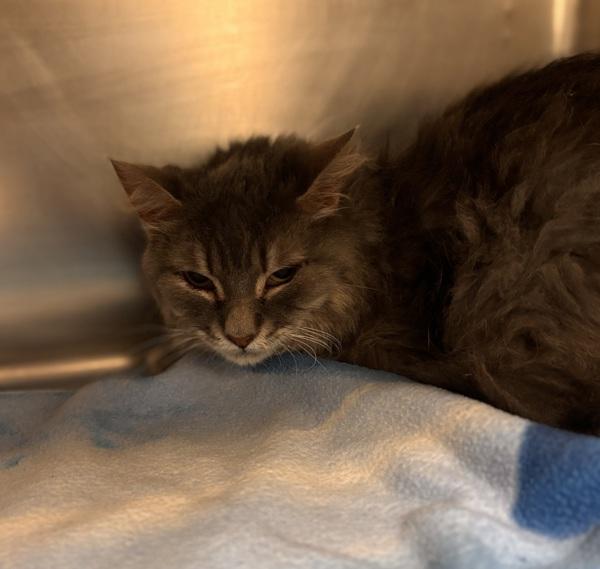 Huck, Adoptable, Adult Male Domestic Medium Hair.