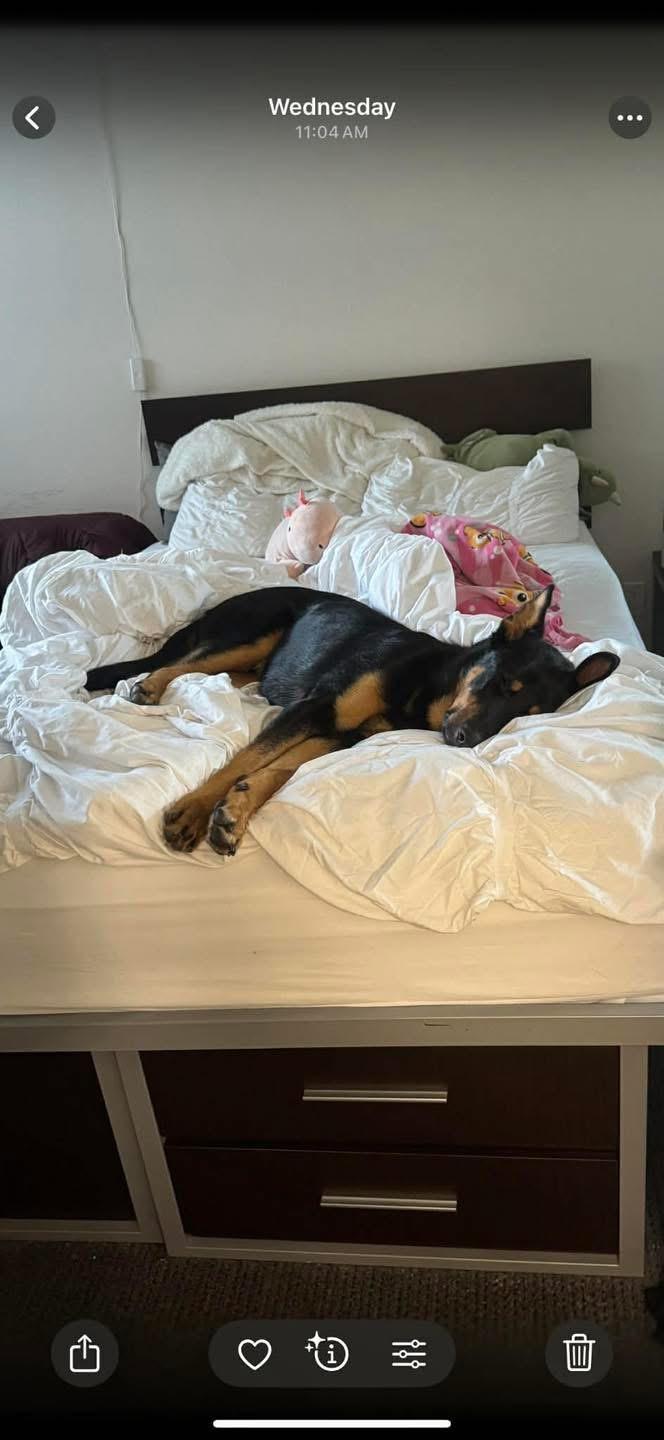 Enlarge Ranger , a ADOPTABLE mixed breed in Eugene, OR image 4/5