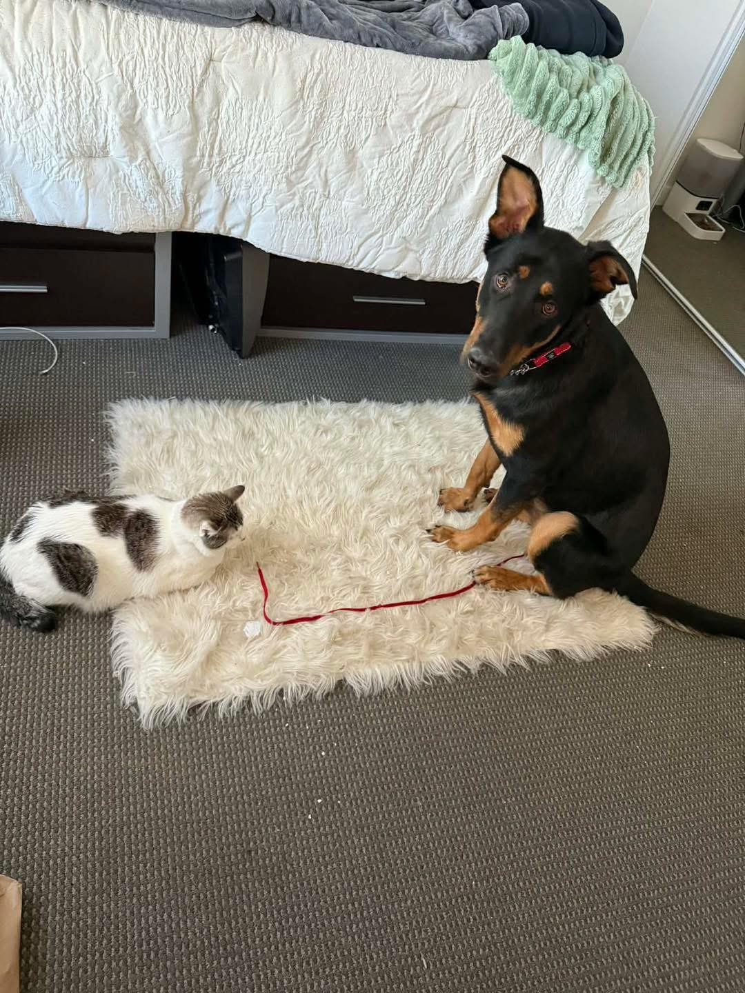 Enlarge Ranger , a ADOPTABLE mixed breed in Eugene, OR image 5/5