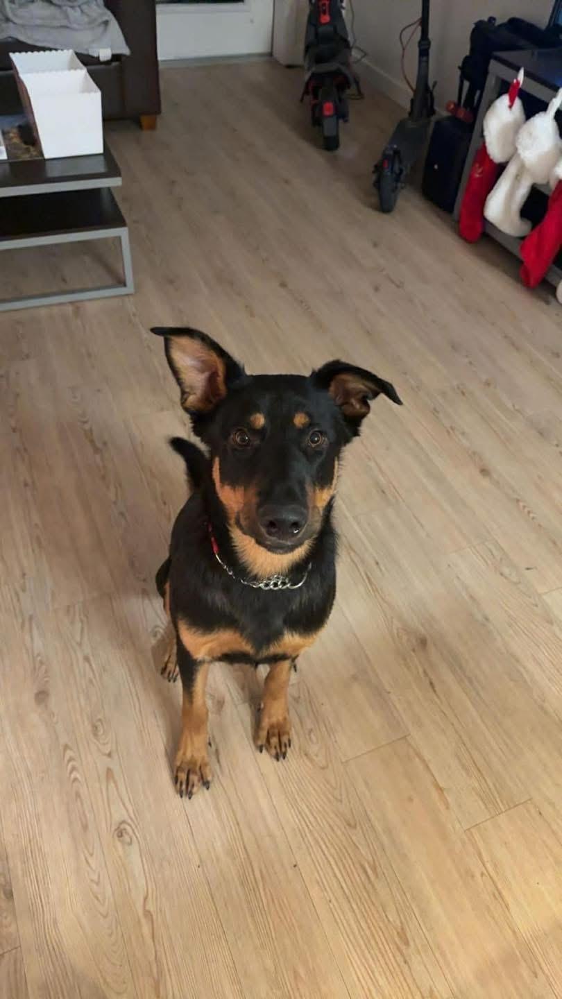 Enlarge Ranger , a ADOPTABLE mixed breed in Eugene, OR image 3/5