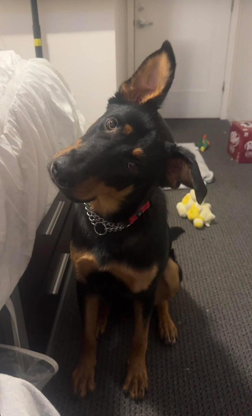 Enlarge Ranger , a ADOPTABLE mixed breed in Eugene, OR image 2/5