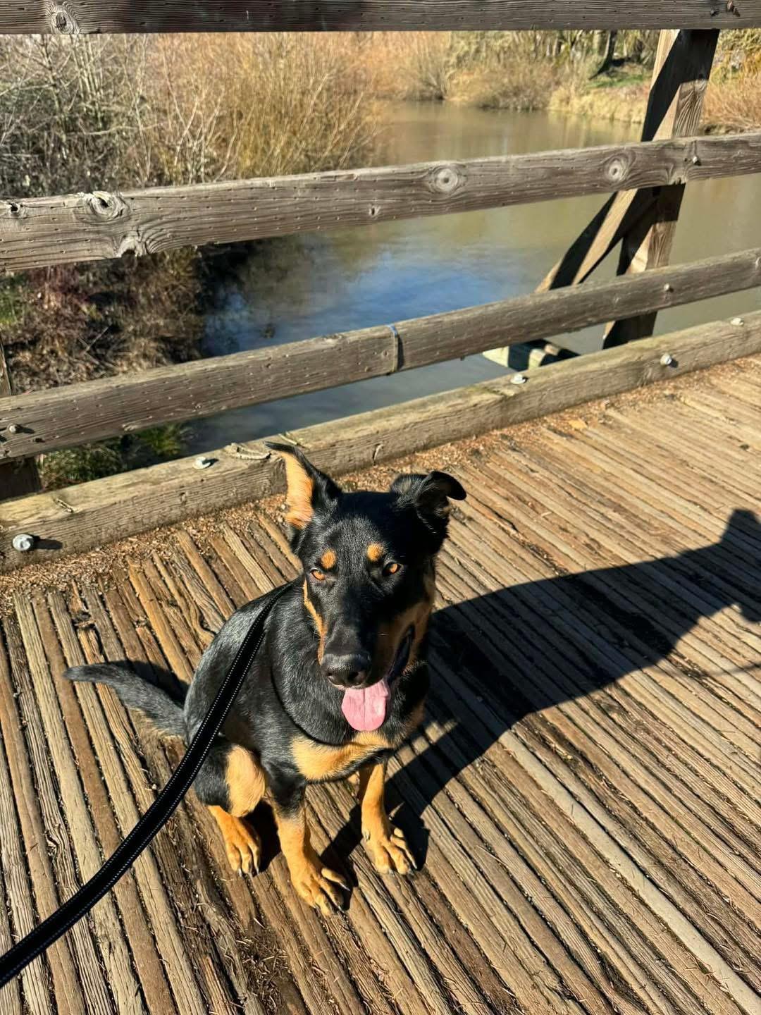 Enlarge Ranger , a ADOPTABLE mixed breed in Eugene, OR image 1/5