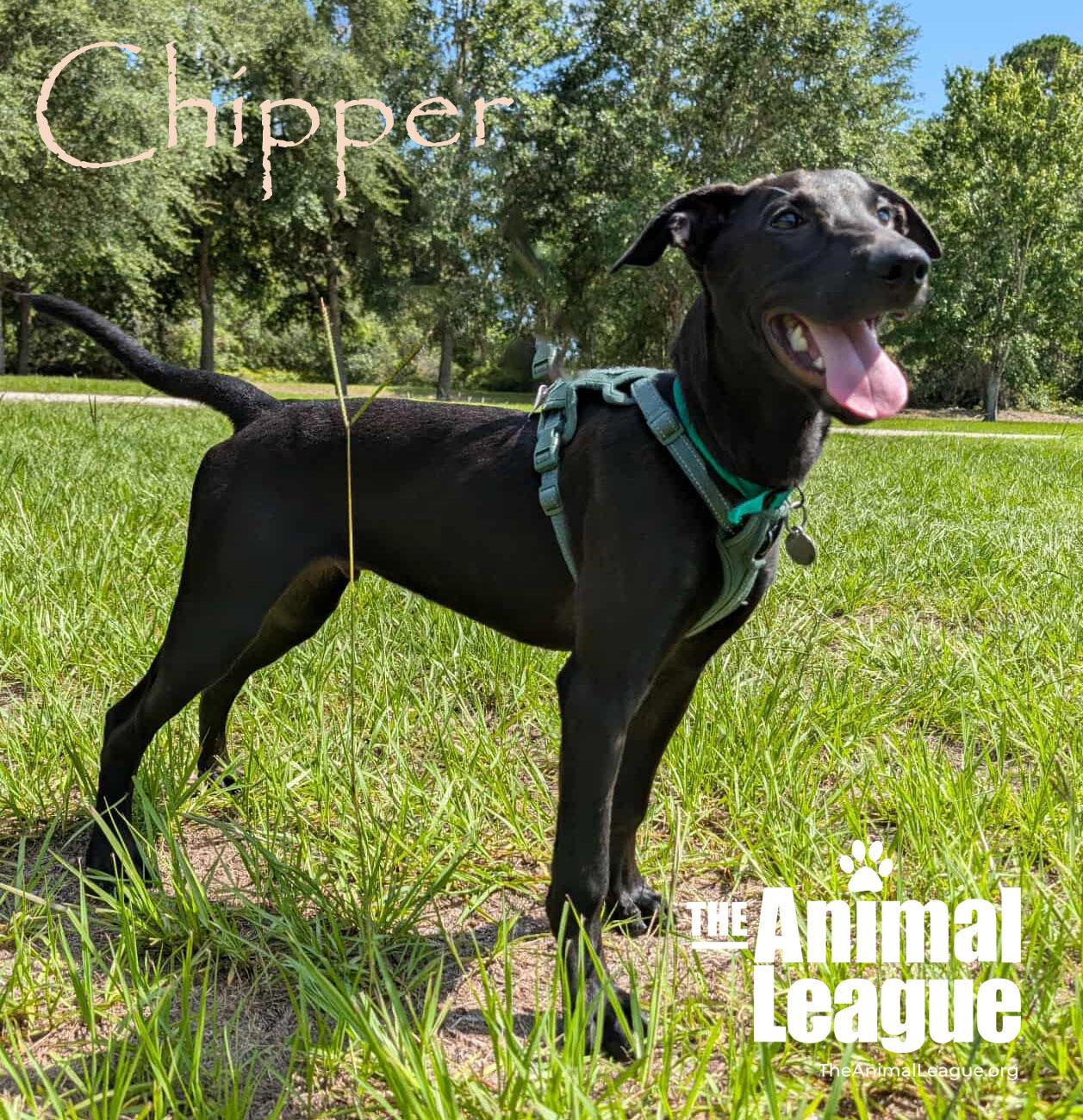 Chipper