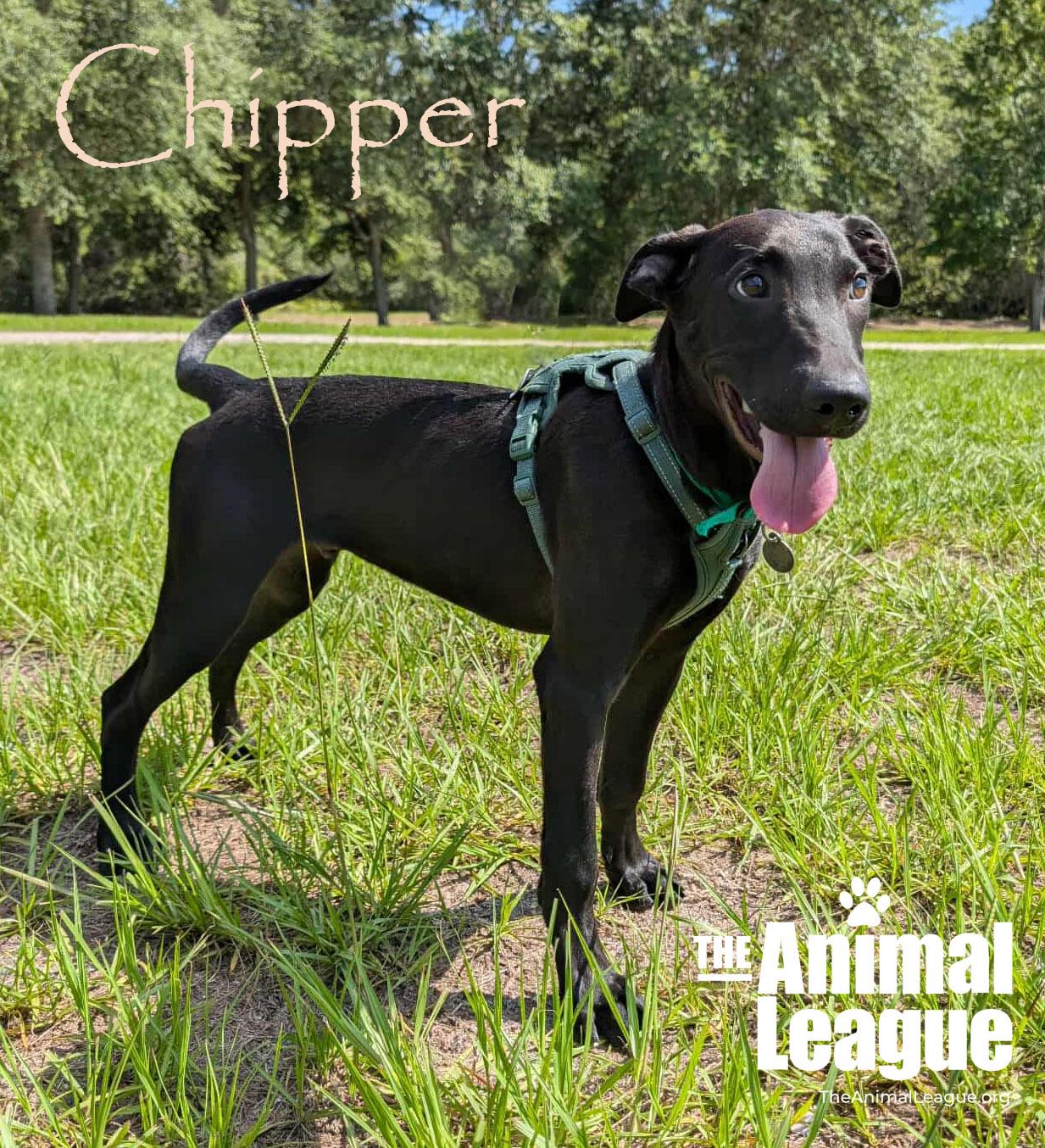 Chipper 4