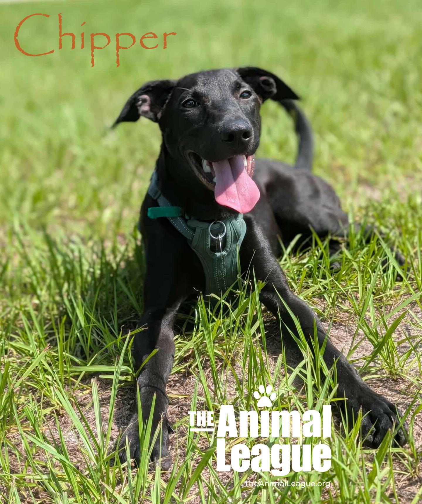 Chipper 3