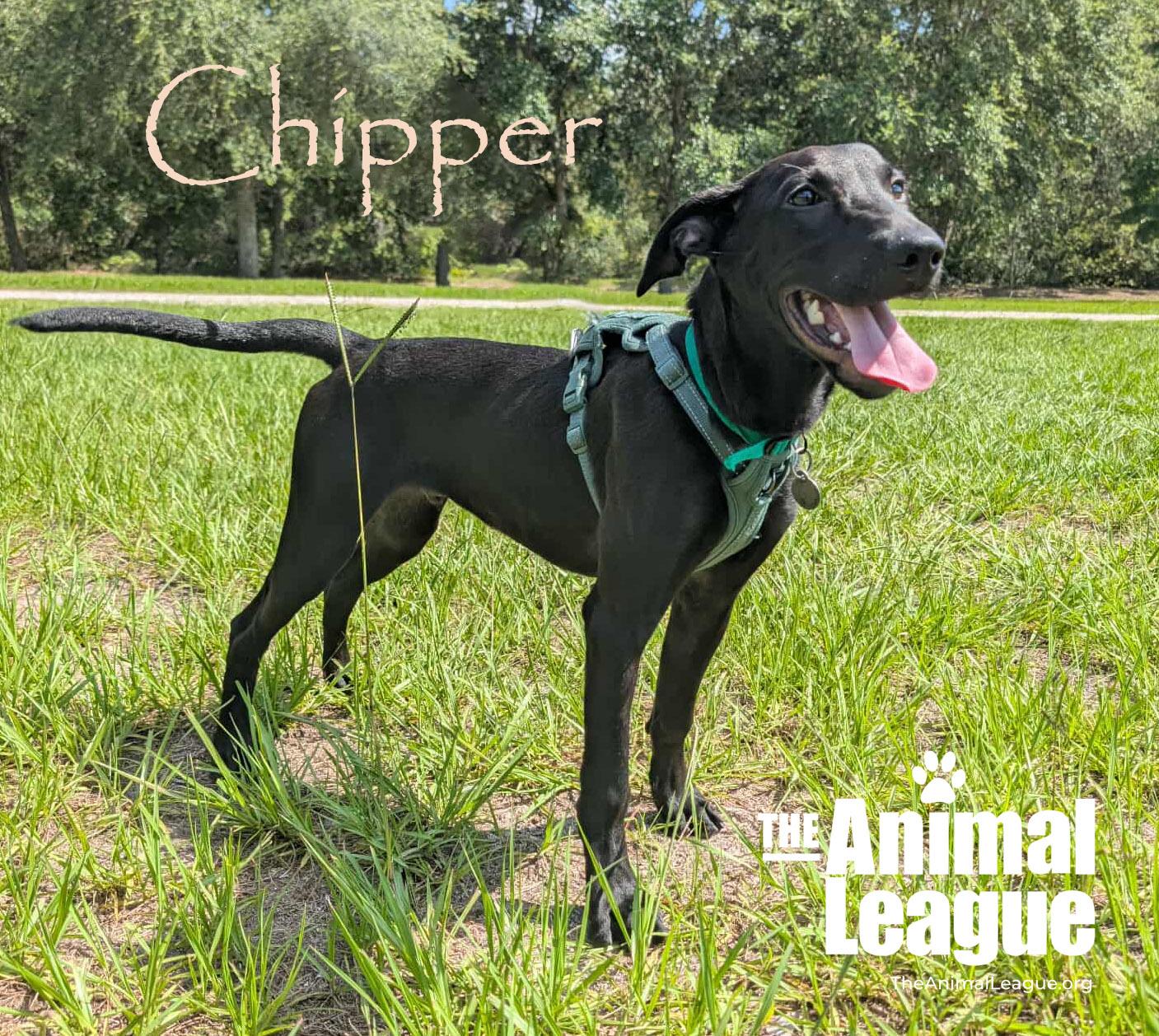 Chipper 6
