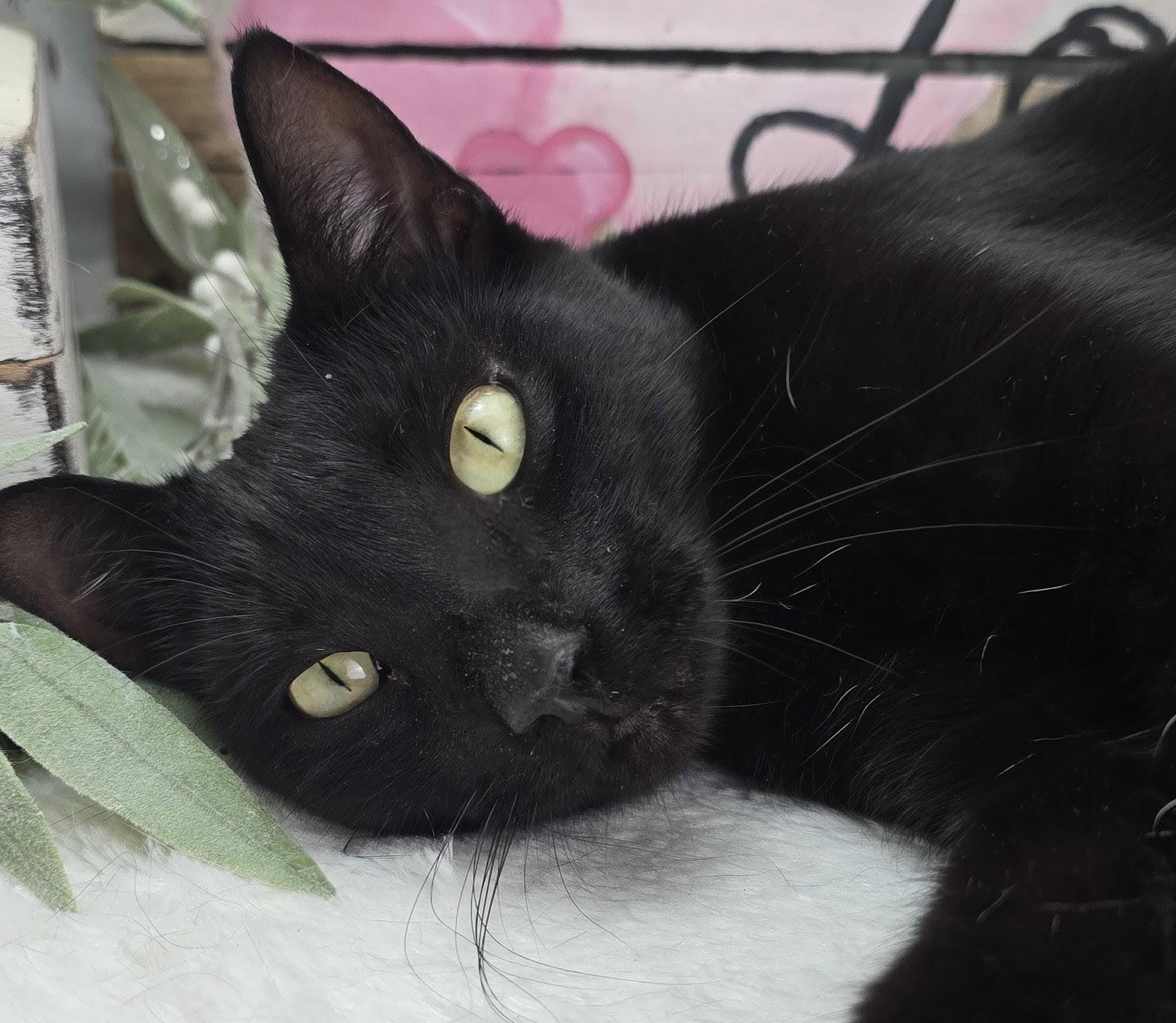 Maya - The Gentle Charmer, a Adoptable Domestic Short Hair in Carlisle, PA image 3/5
