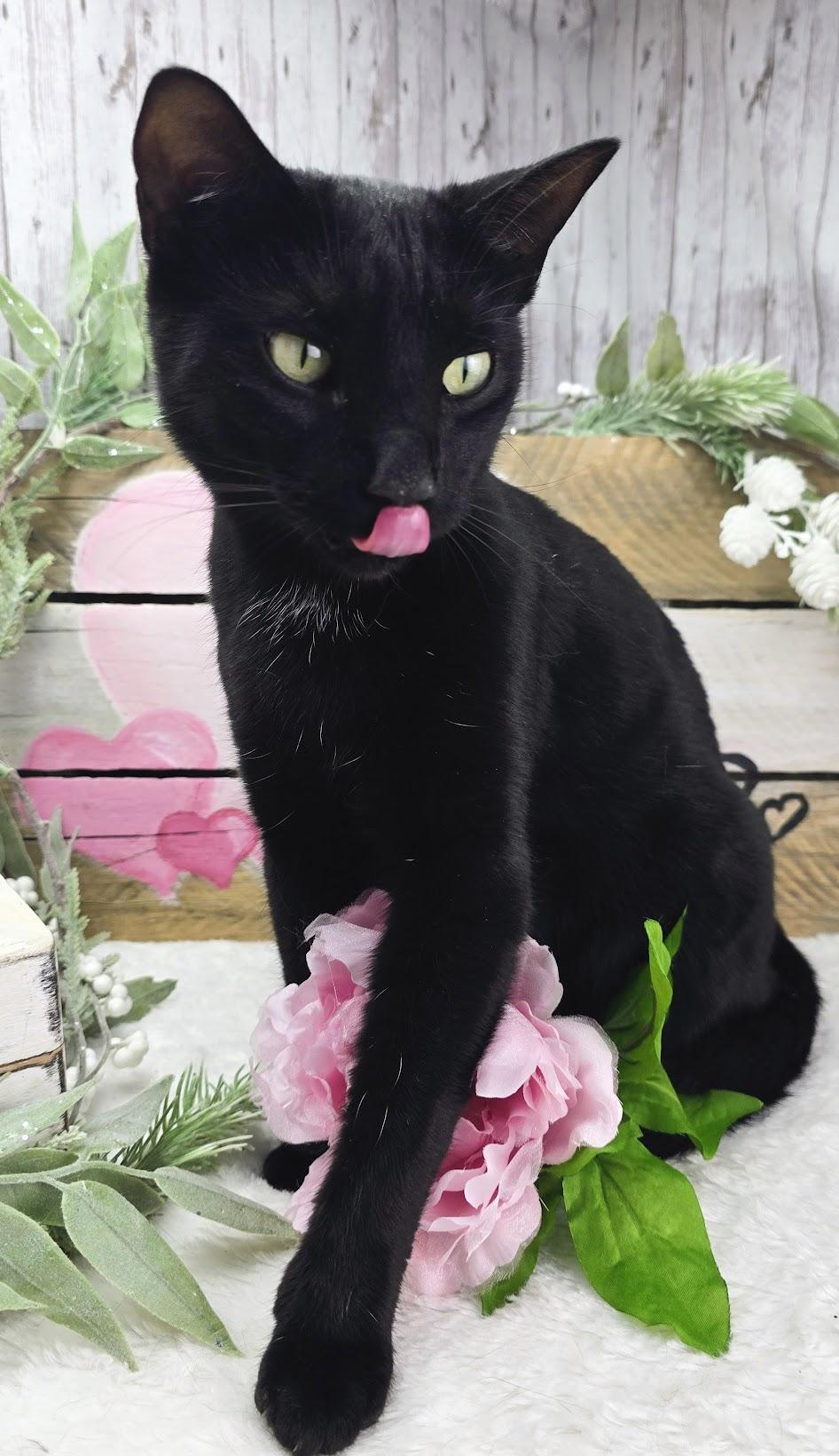 Maya - The Gentle Charmer, a Adoptable Domestic Short Hair in Carlisle, PA image 2/5