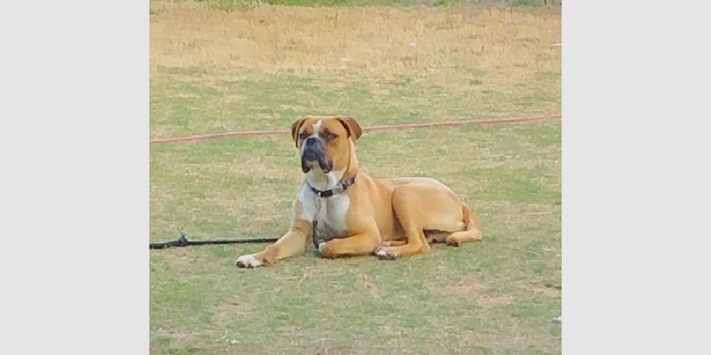 Apollo VI, a Adoptable Boxer in Hewitt, TX image 1/3
