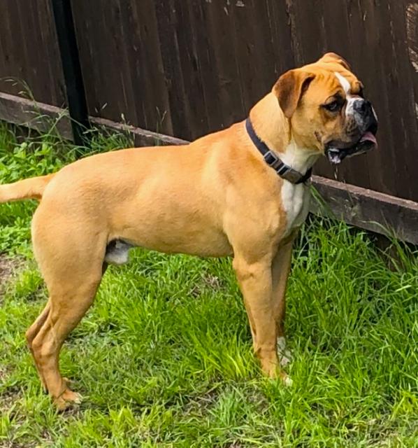 Apollo VI, a Adoptable Boxer in Hewitt, TX image 2/3