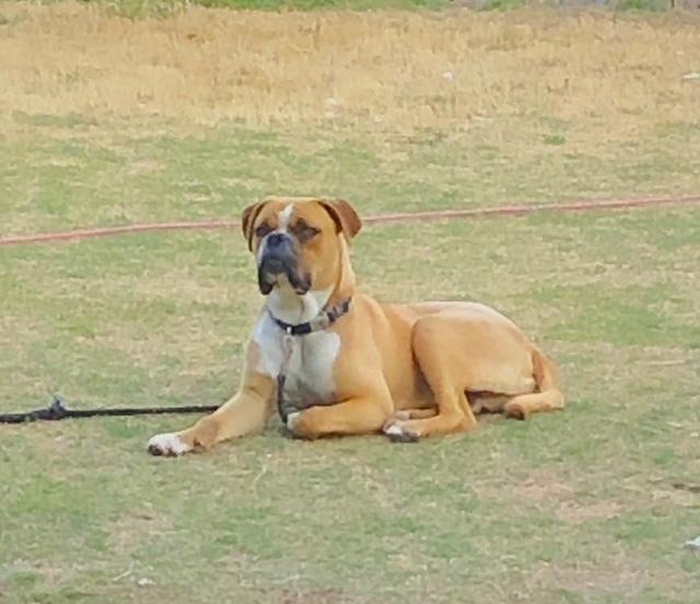 Apollo VI, a Adoptable Boxer in Hewitt, TX image 3/3