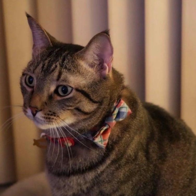 Enlarge Bisou, a ADOPTABLE Tabby in Miami, FL image 4/6