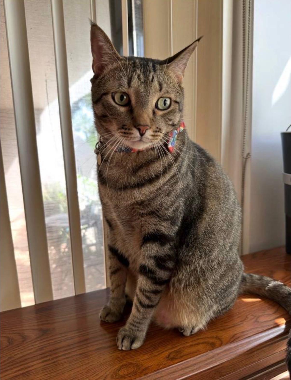 Enlarge Bisou, a ADOPTABLE Tabby in Miami, FL image 2/6