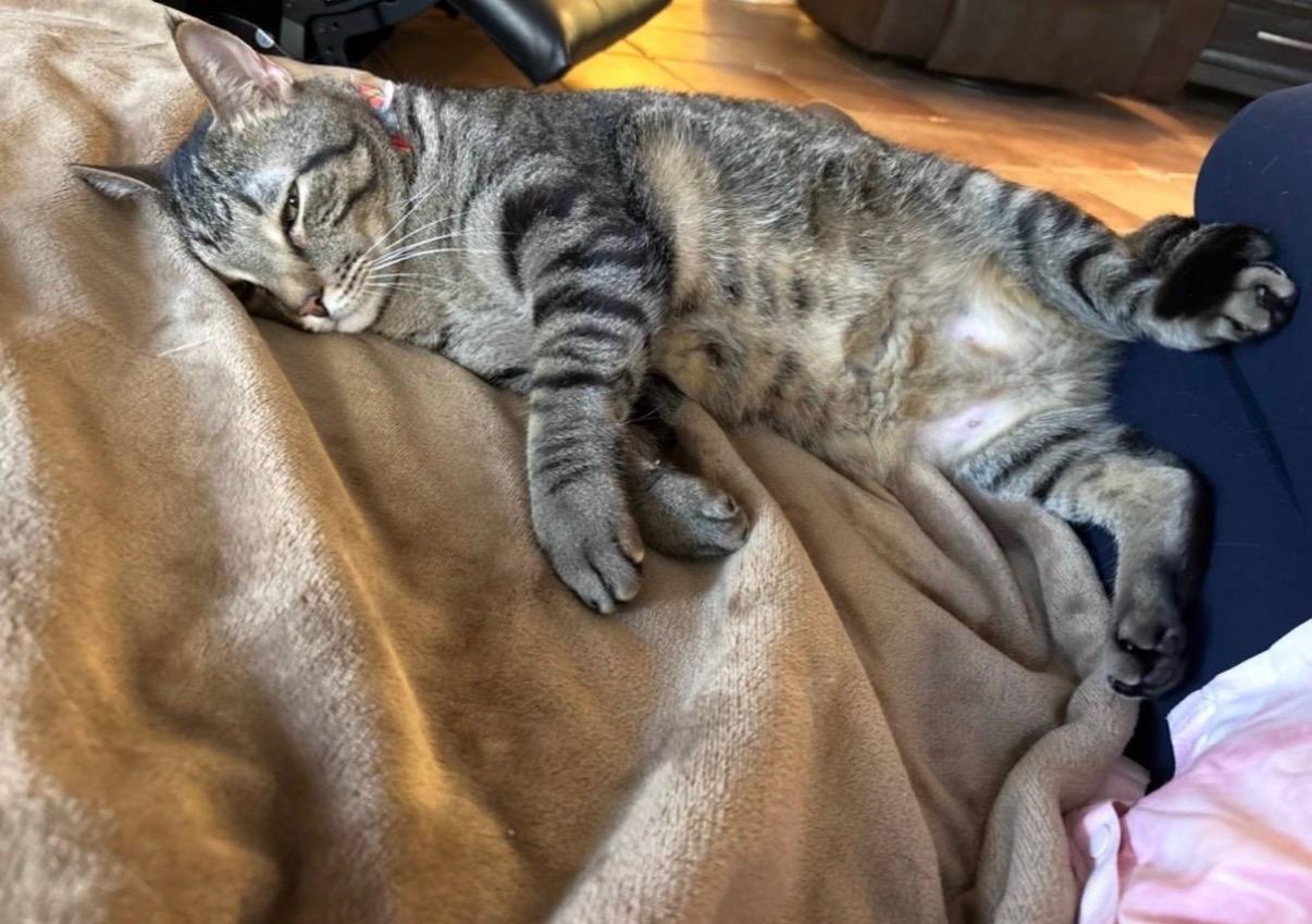 Enlarge Bisou, a ADOPTABLE Tabby in Miami, FL image 3/6