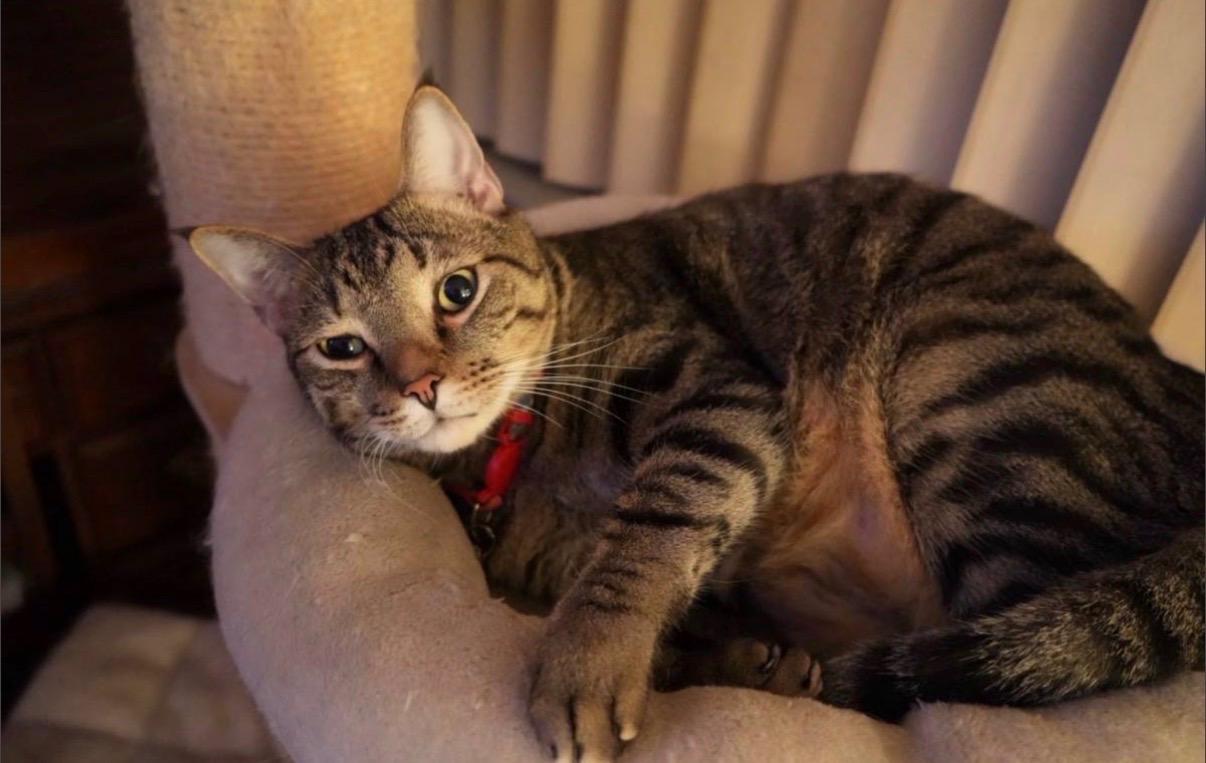 Enlarge Bisou, a ADOPTABLE Tabby in Miami, FL image 5/6