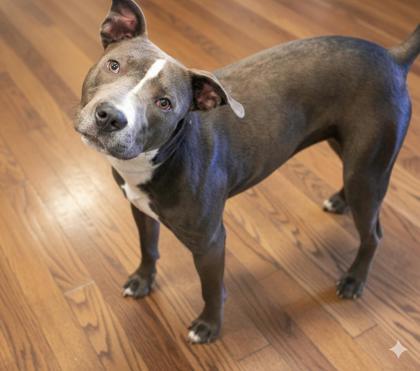 Enlarge Asa, a Adoptable mixed breed in Bowling Green, KY image 1/1