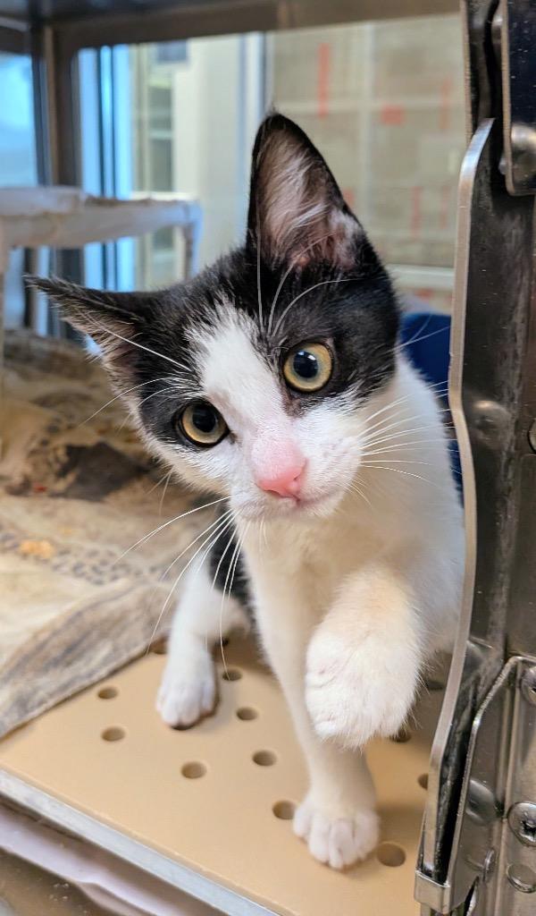 Echo, a Adoptable mixed breed in Seguin, TX image 2/5