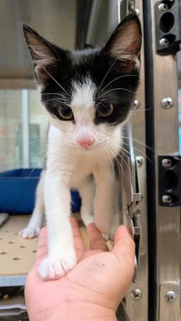 Echo, a Adoptable mixed breed in Seguin, TX image 3/5