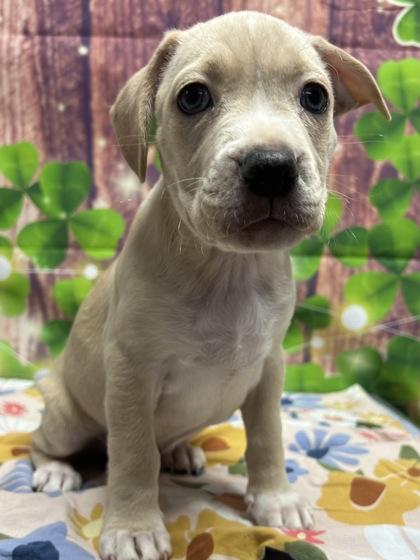 Strawberry — thumbnail 2