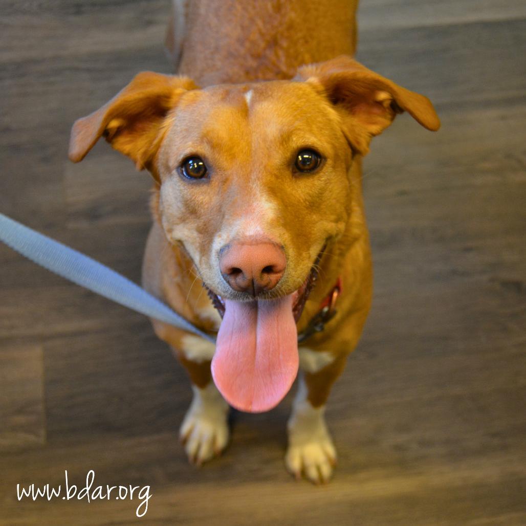 Enlarge Macie, a Adoptable Mixed Breed in Cheyenne, WY image 1/3
