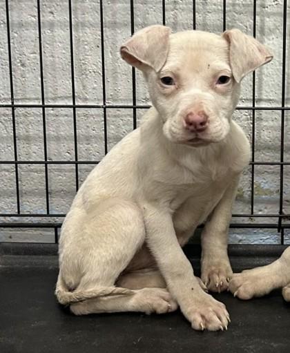 Enlarge Reena, a Adoptable mixed breed in West Memphis, AR image 1/2