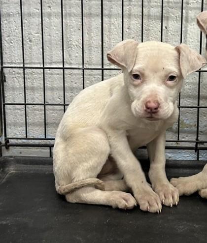 Enlarge Reena, a Adoptable mixed breed in West Memphis, AR image 2/2