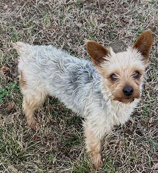 Enlarge LOUIE, a ADOPTABLE Yorkshire Terrier in Nashville, TN image 1/1