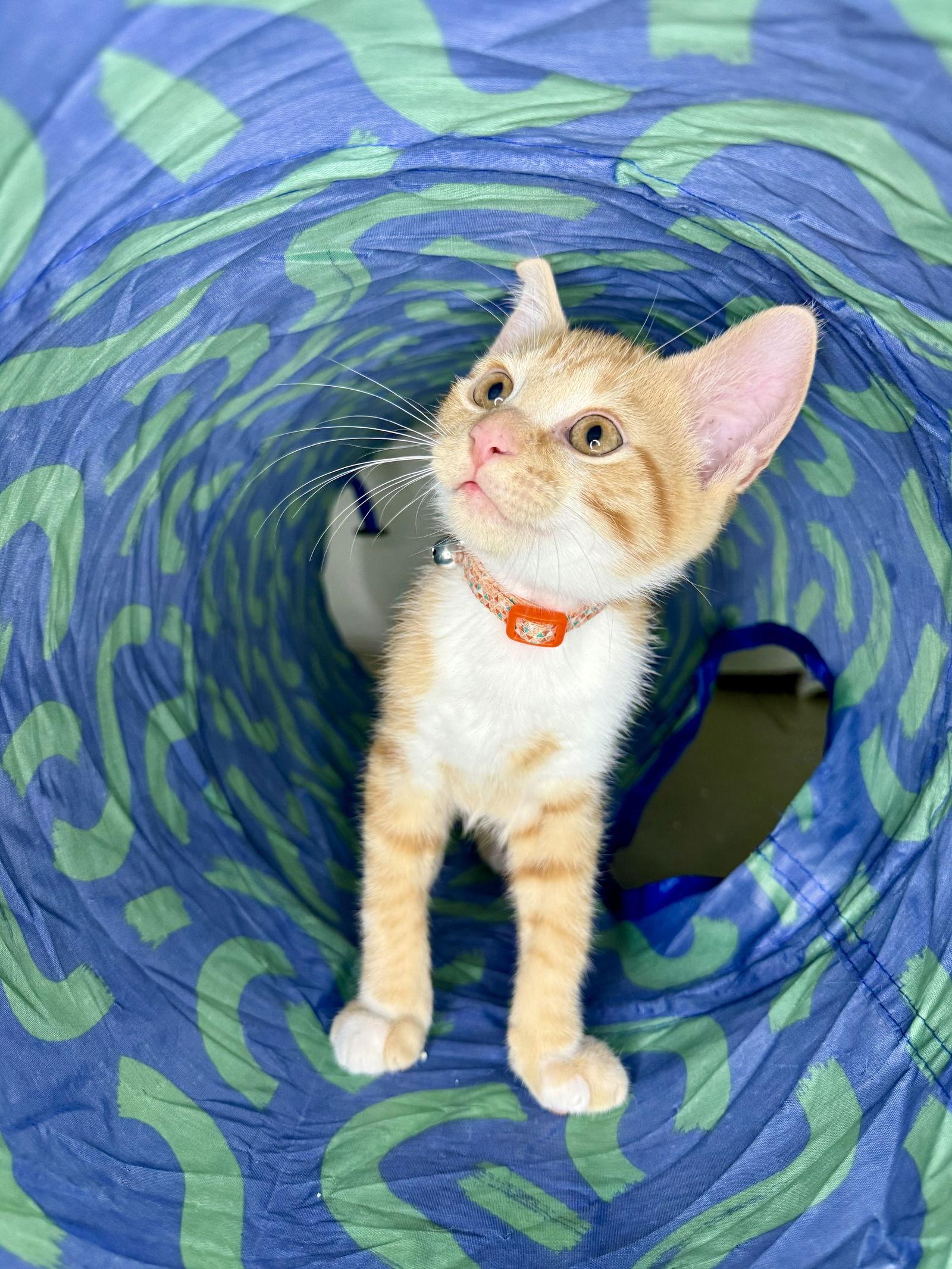 Enlarge Tiger, a Adopted Domestic Short Hair in Orlando, FL image 1/3