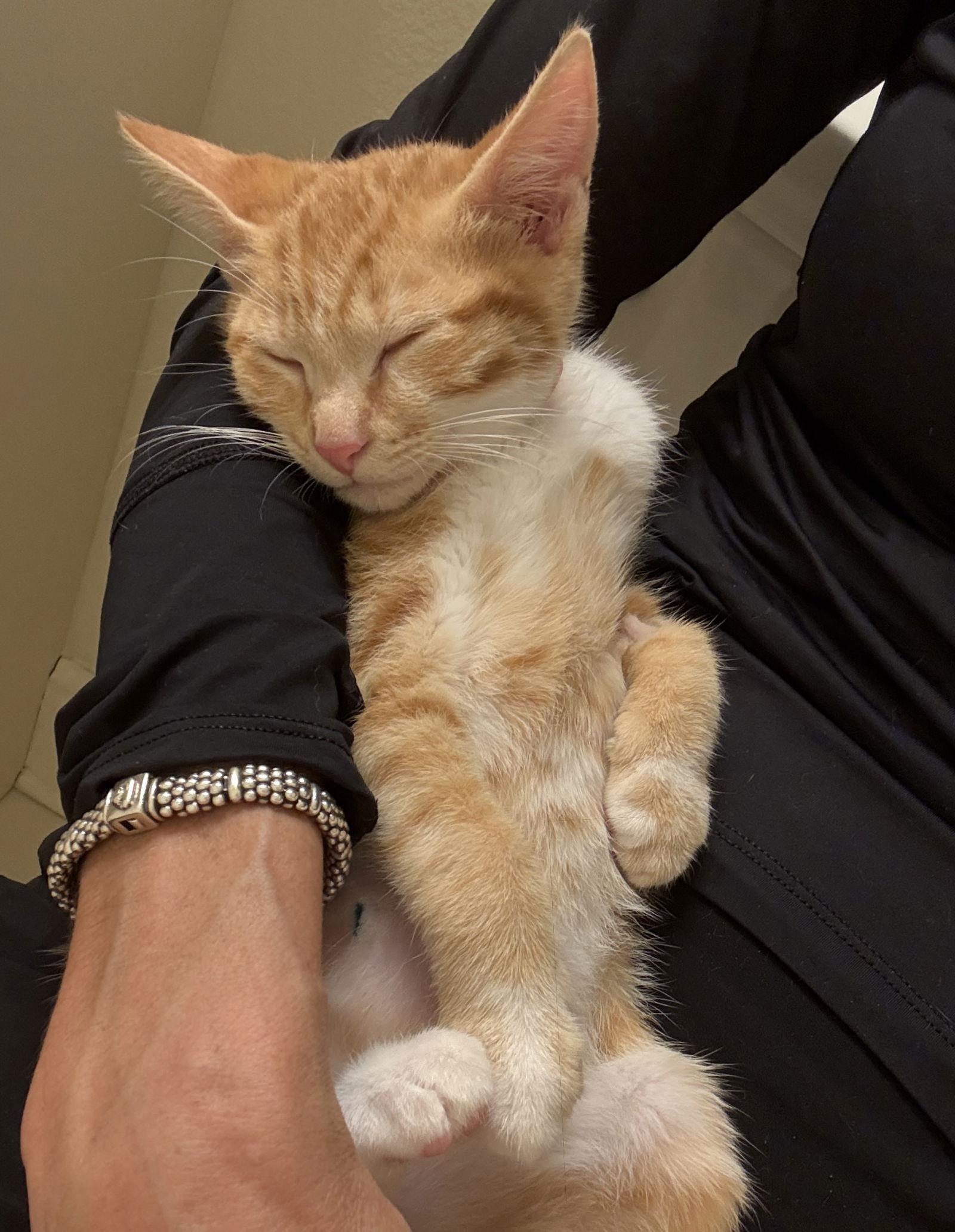 Enlarge Tiger, a Adopted Domestic Short Hair in Orlando, FL image 2/3