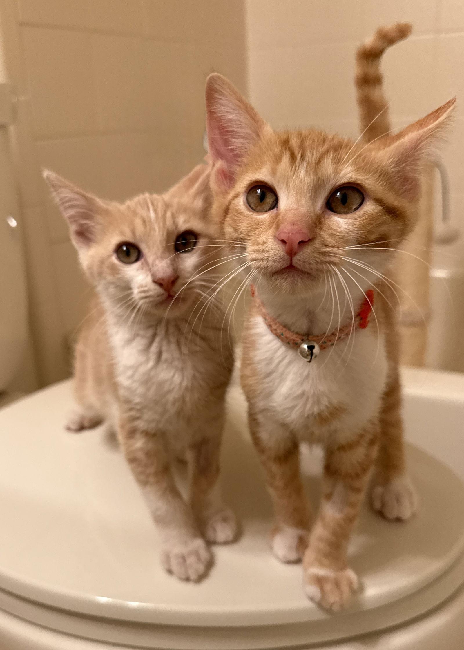 Enlarge Tiger, a Adopted Domestic Short Hair in Orlando, FL image 3/3