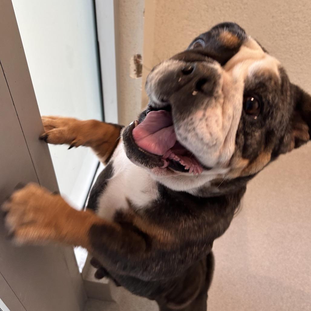Ms. Ruby, Adoptable, Adult Female English Bulldog.