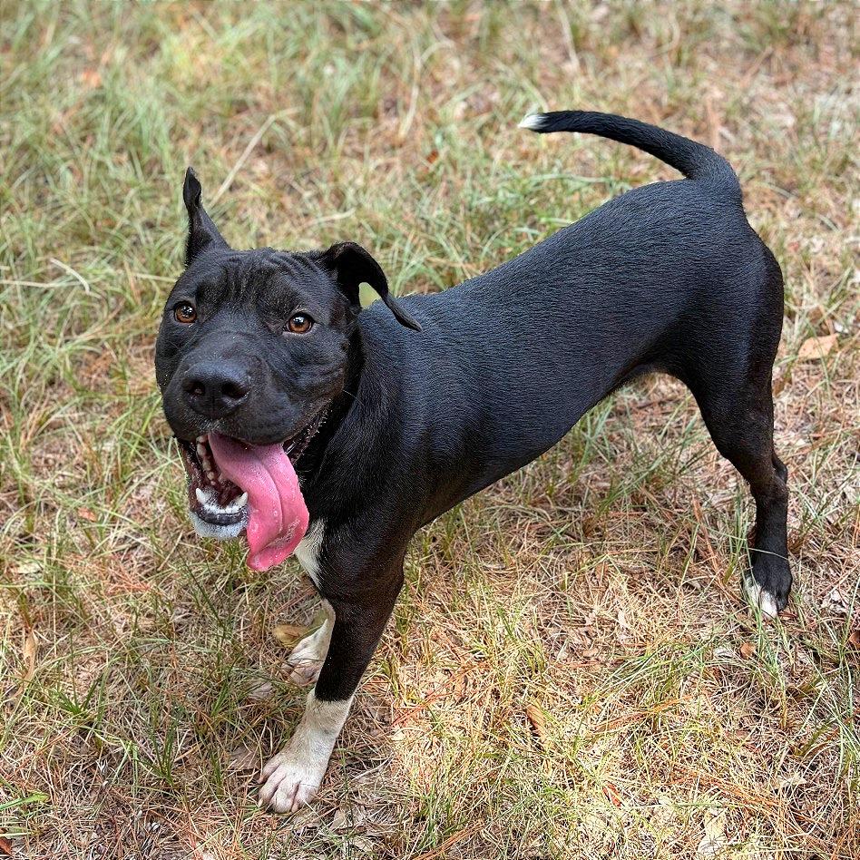 Sprout, Adoptable, Young Male Shar-Pei & Mixed Breed.