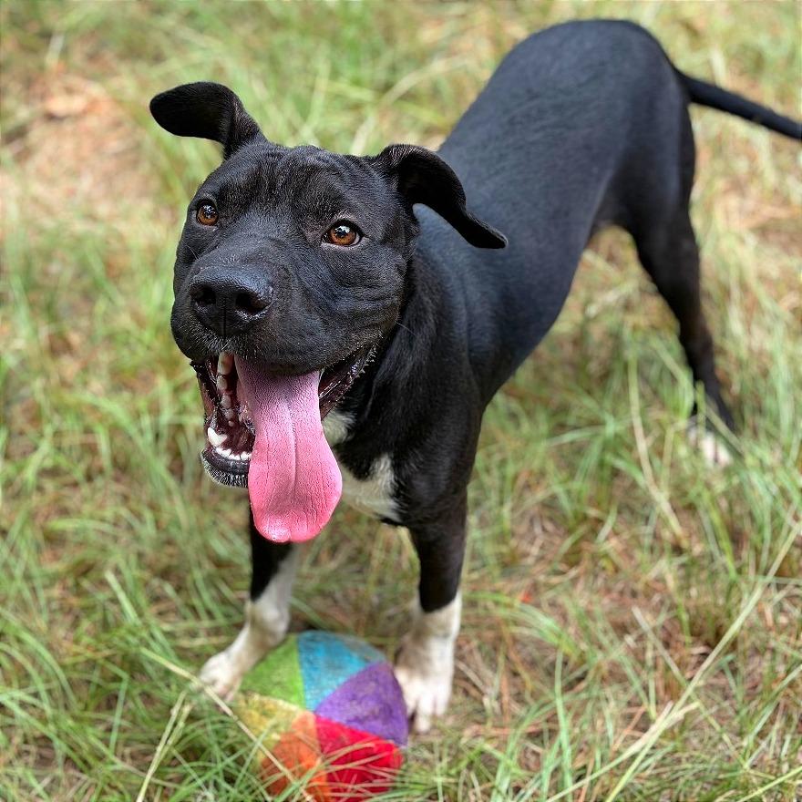 Enlarge Sprout, a Adoptable mixed breed in Lufkin, TX image 2/6