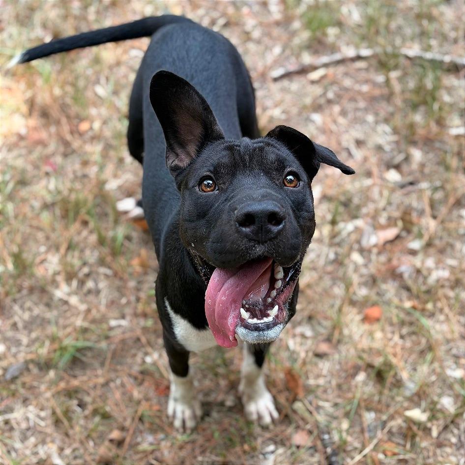 Enlarge Sprout, a Adoptable mixed breed in Lufkin, TX image 3/6
