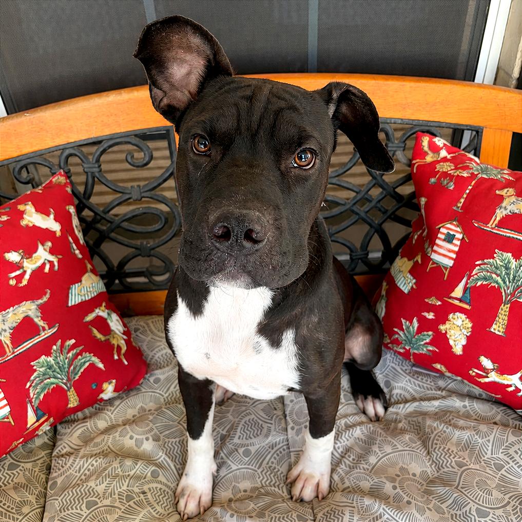 Enlarge Sprout, a Adoptable mixed breed in Lufkin, TX image 4/6