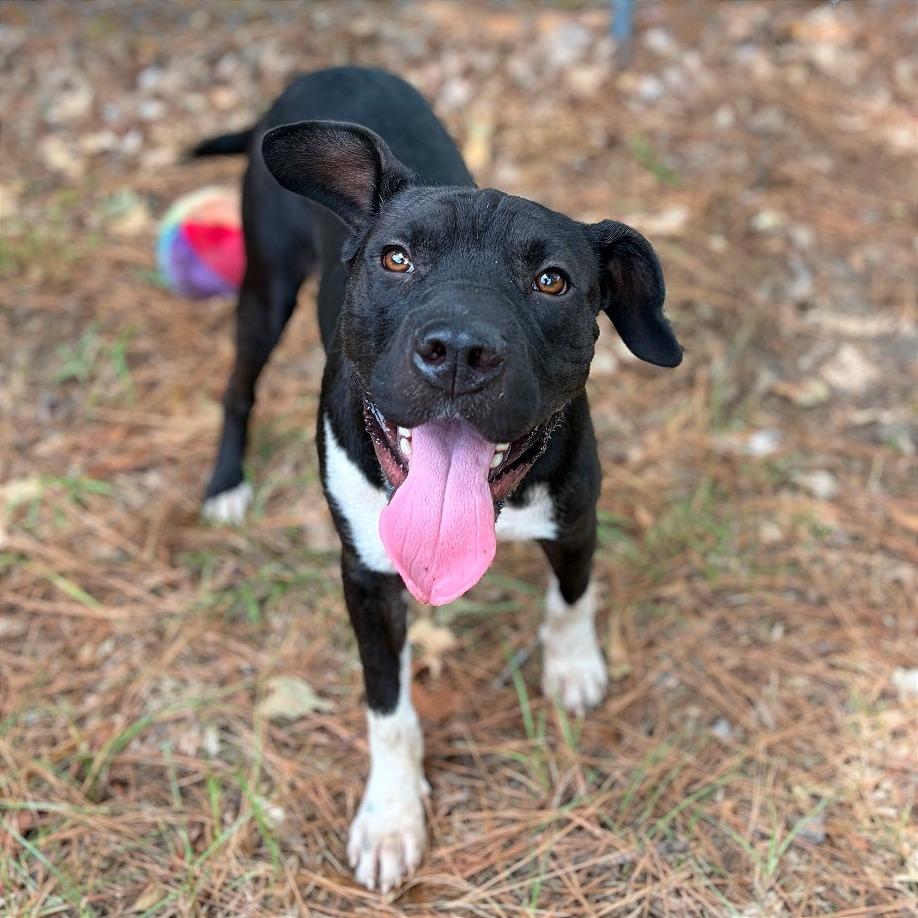 Enlarge Sprout, a Adoptable mixed breed in Lufkin, TX image 5/6