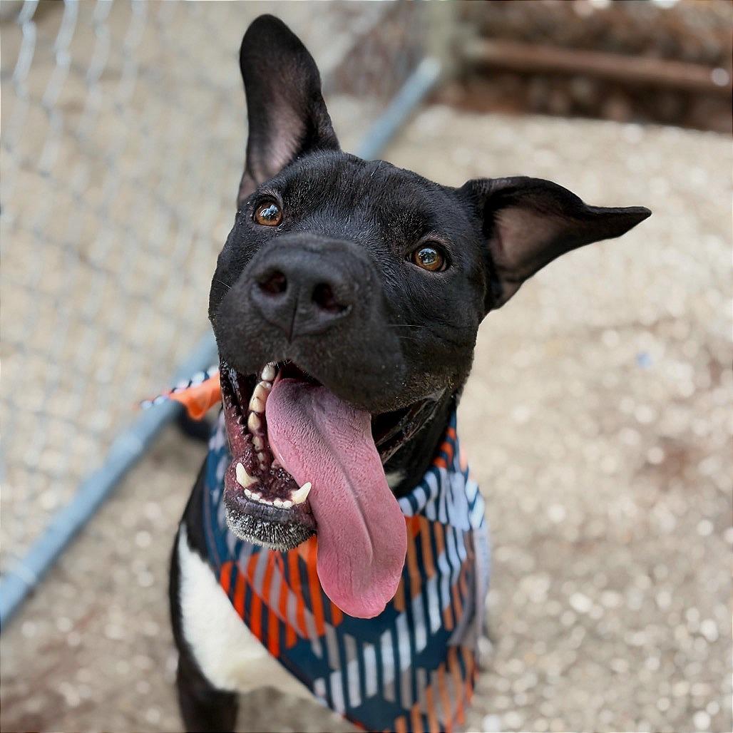 Enlarge Sprout, a Adoptable mixed breed in Lufkin, TX image 6/6
