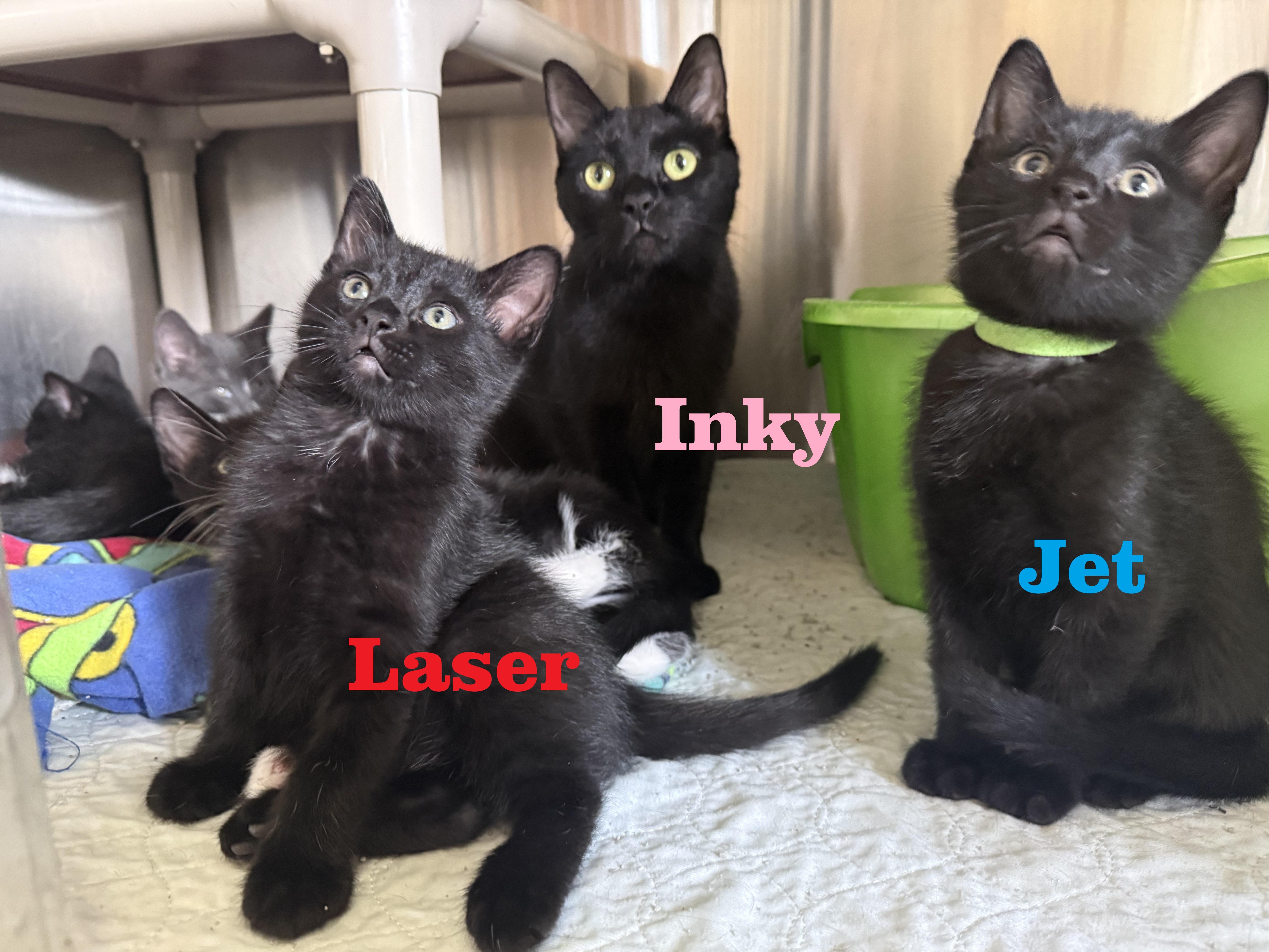JET, a ADOPTABLE Domestic Short Hair in La Crescent, MN image 2/6