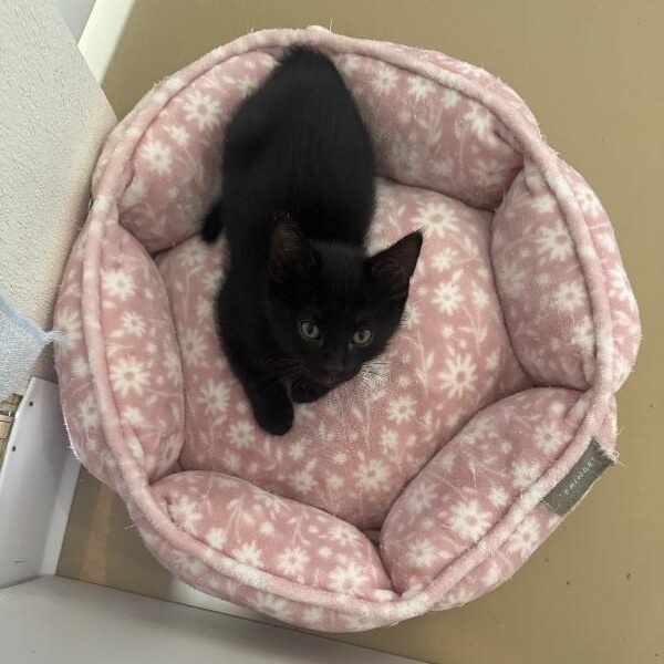 JET, a ADOPTABLE Domestic Short Hair in La Crescent, MN image 3/6