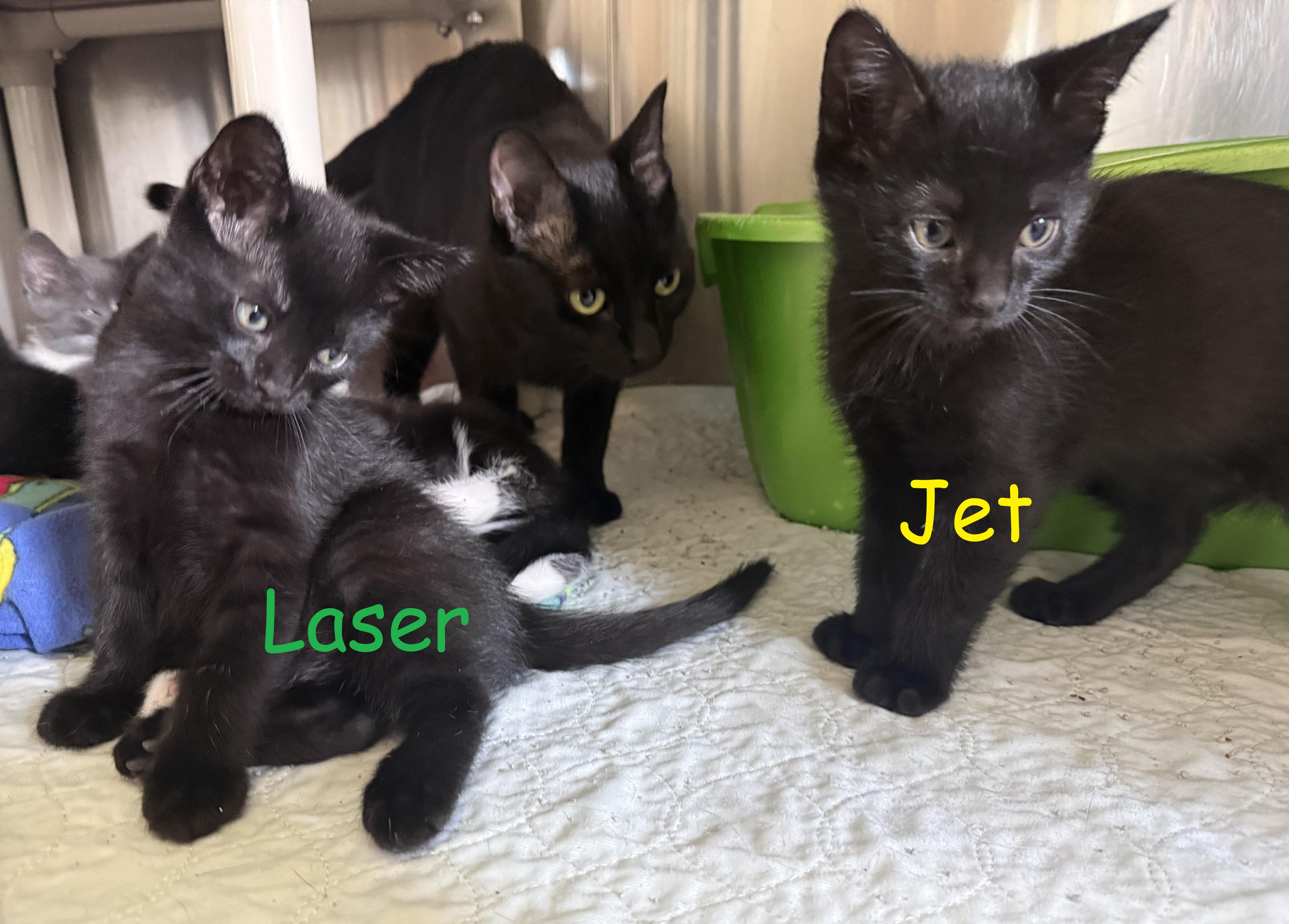 JET, a ADOPTABLE Domestic Short Hair in La Crescent, MN image 5/6