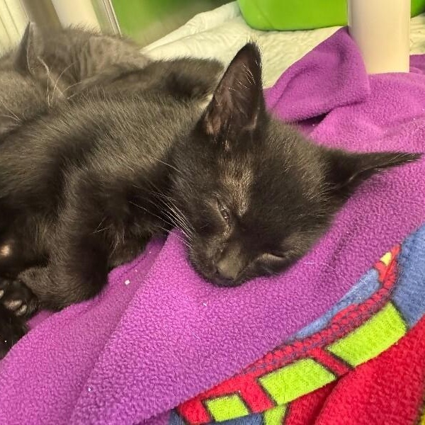 JET, a ADOPTABLE Domestic Short Hair in La Crescent, MN image 4/6