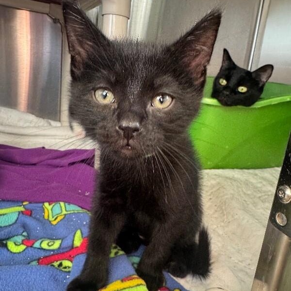 JET, ADOPTABLE, Kitten Male Domestic Short Hair.