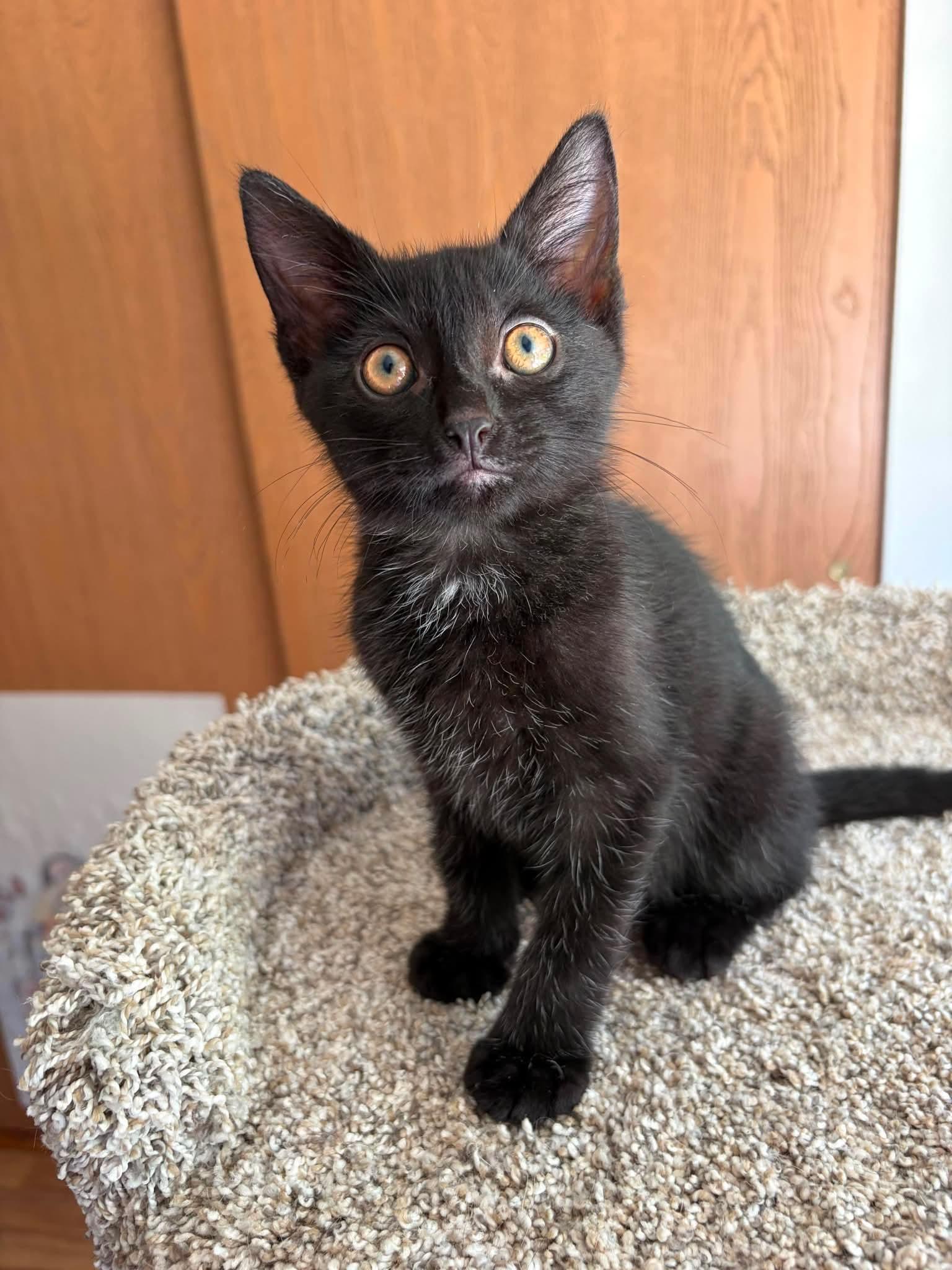 Pip - Sweet and affectionate, a Adoptable Domestic Short Hair in Muskego, WI image 5/6