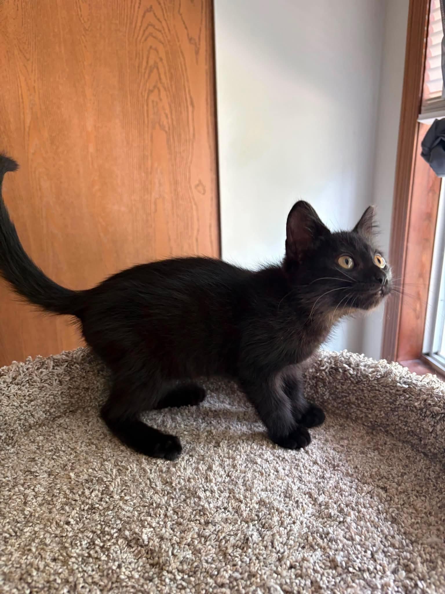 Pip - Sweet and affectionate, a Adoptable Domestic Short Hair in Muskego, WI image 6/6