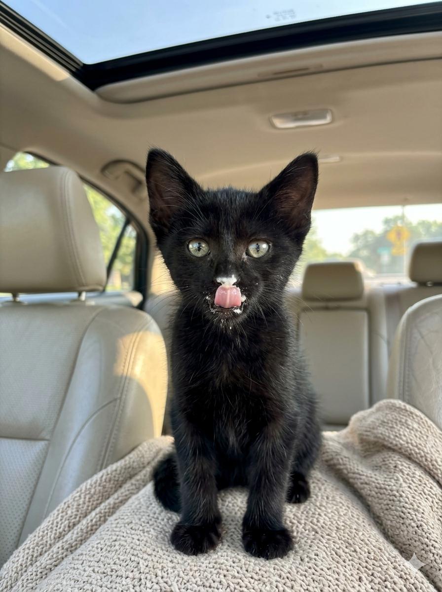 Pip - Sweet and affectionate, Adoptable, Kitten Male Domestic Short Hair.