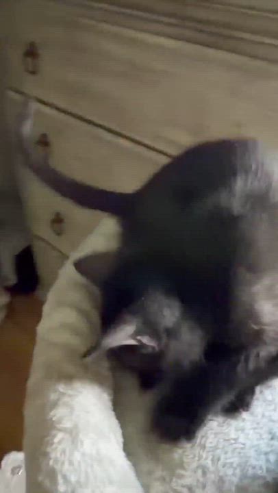 Enlarge Pip - Sweet and affectionate, a Adoptable Domestic Short Hair in Muskego, WI video 3/6