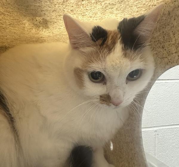 Enlarge Desi, a Adoptable mixed breed in Troutdale, OR image 1/5