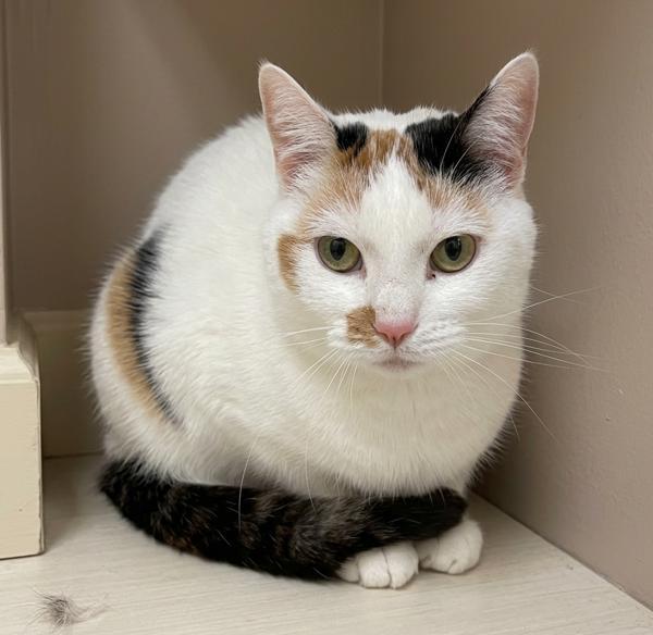 Enlarge Desi, a Adoptable mixed breed in Troutdale, OR image 2/5