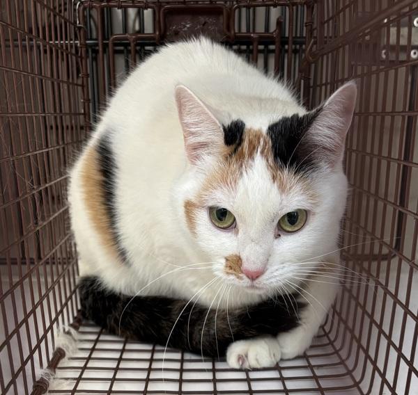 Enlarge Desi, a Adoptable mixed breed in Troutdale, OR image 3/5